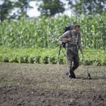 a man walks through a bare field using a flame weeder worn on his back, with plants growing behind